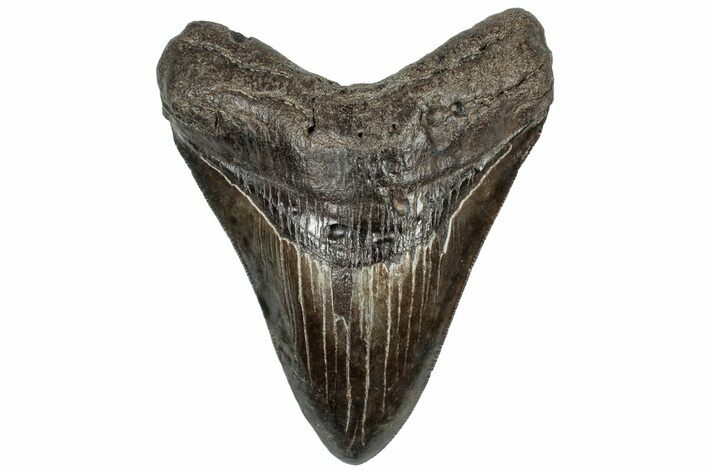 Serrated, Fossil Megalodon Tooth - South Carolina #310041